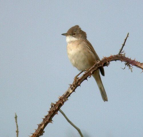 Whitethroat Plein 16May10 c ps.jpg