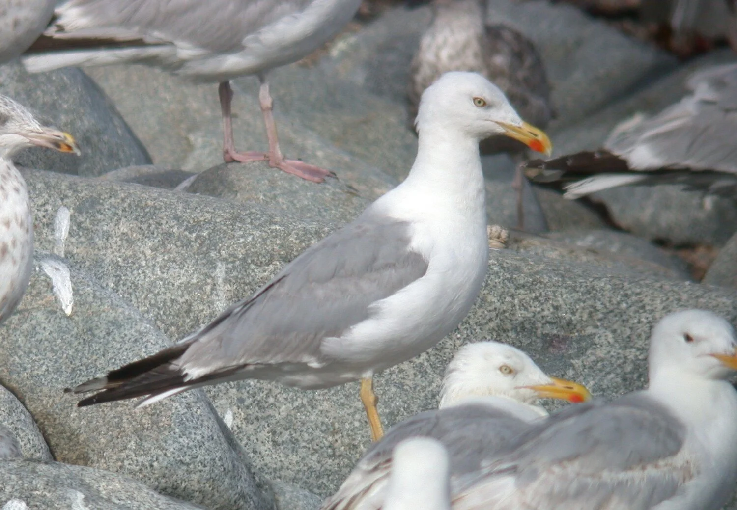 Yellow-legged Gull X Chouet 29Jul10 a.JPG