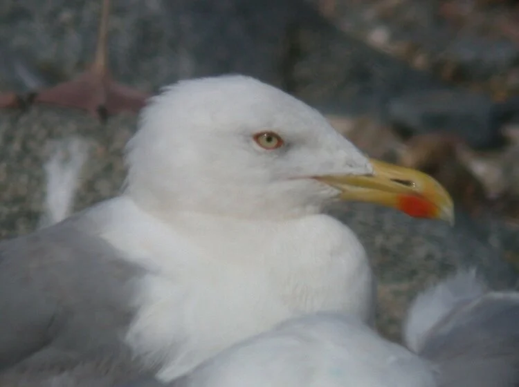 Yellow-legged Gull X Chouet 29Jul10 c.JPG