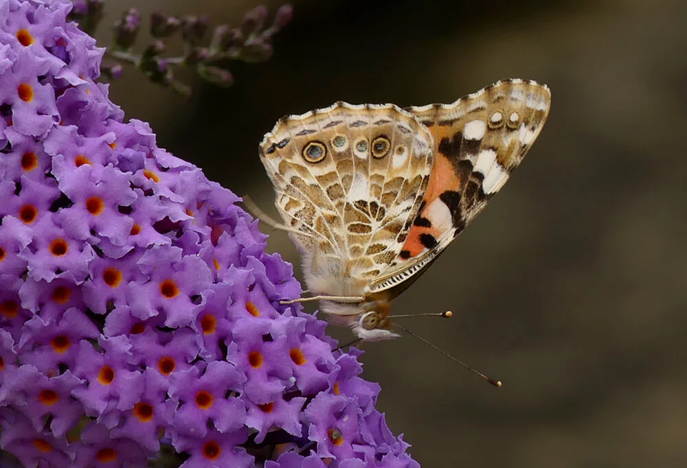Painted Lady - garden, 28 Aug 19