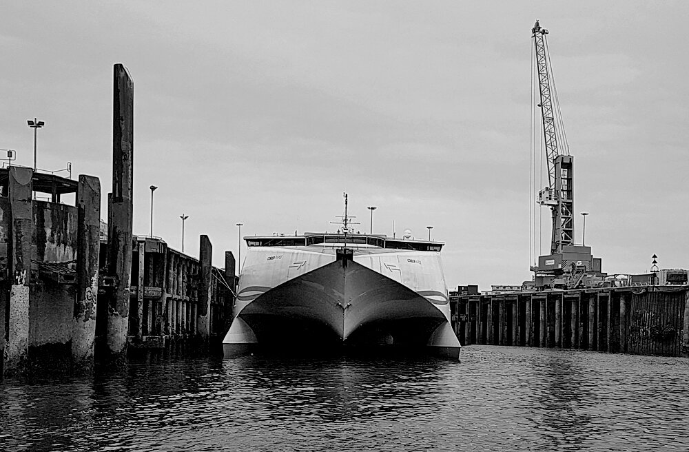 Condor resting in the harbour