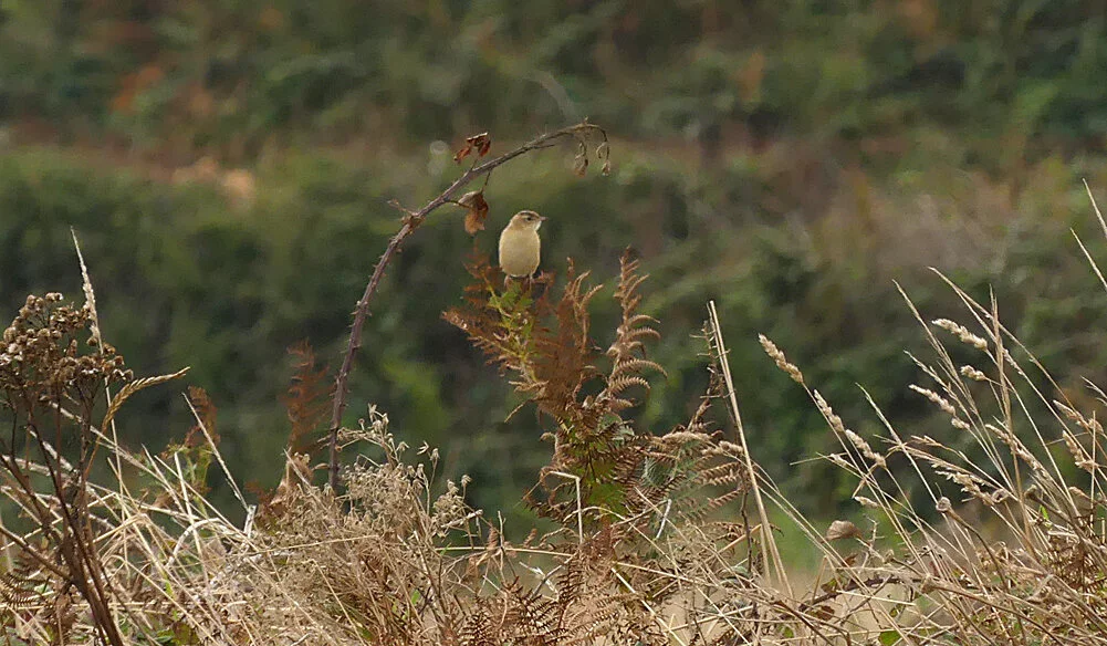 Fan-tailed Warbler - Pleinmont, 26 Aug 19