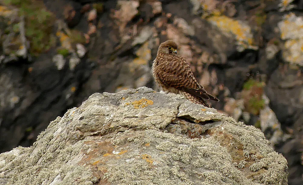 Kestrel - Pleinmont, 26 Aug 19