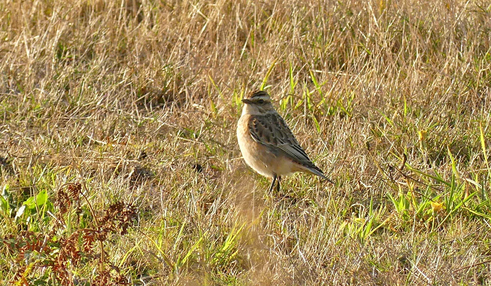 Whinchat - Pleinmont, 14 Sep 19