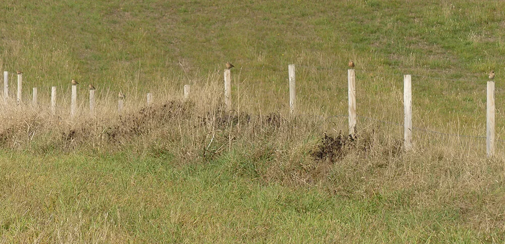 7 Wheatears in a line - Mont Herault, 14 Sep 19