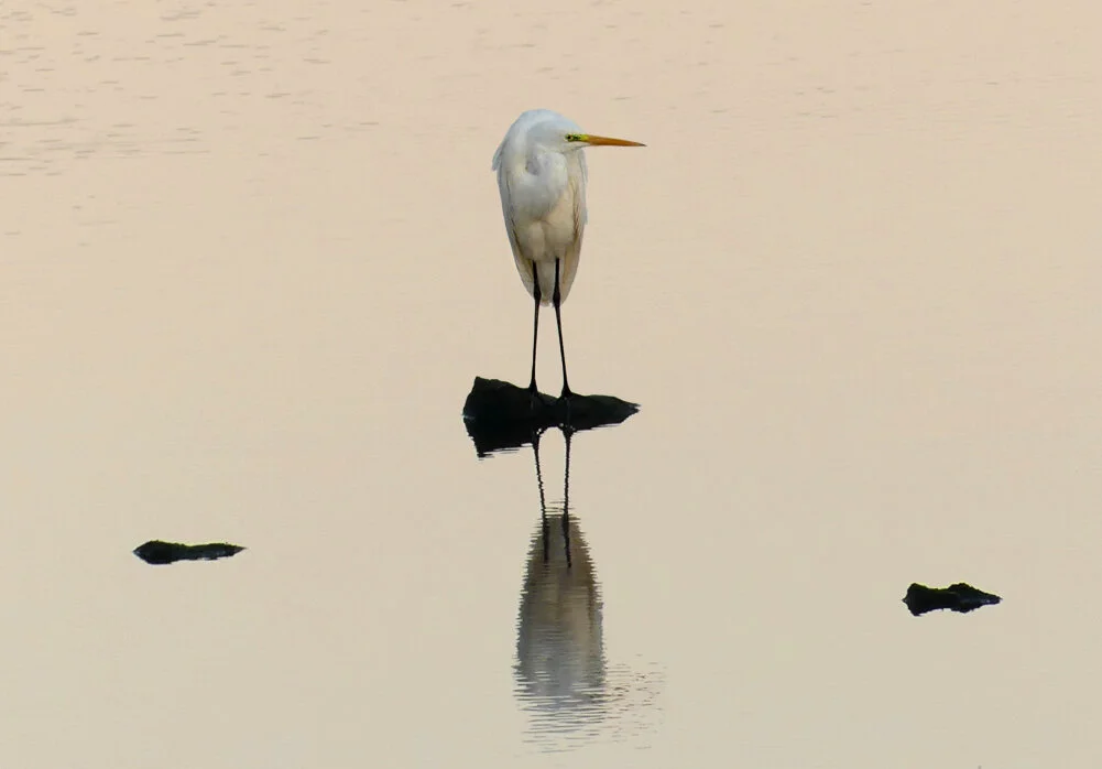Great White Egret - Vale Pond, 15 Sep 19