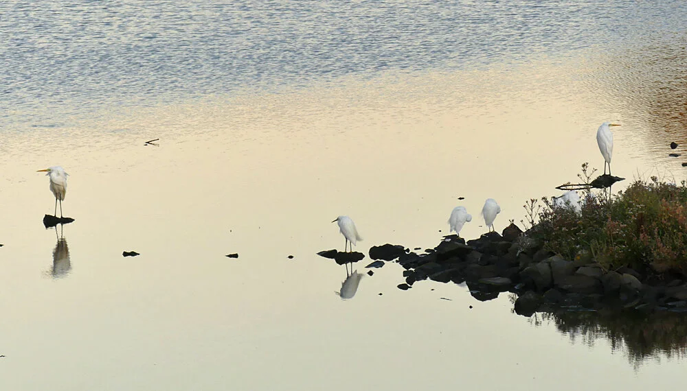 Great White Egrets - Vale Pond, 15 Sep 19