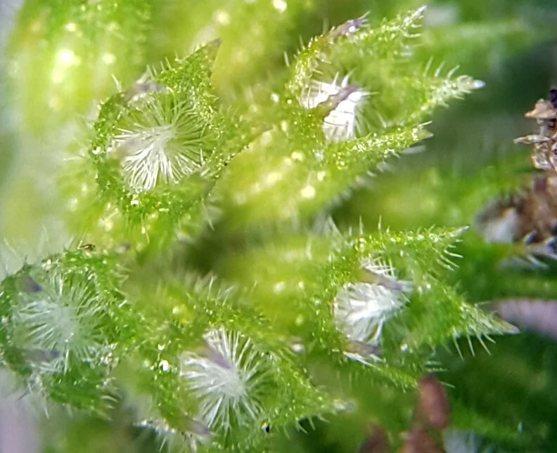 Pennyroyal - LBHSchool, Sep 19 - through microscope, showing the calyx’s hairy throat and two out of the five spikes being narrower than the others.