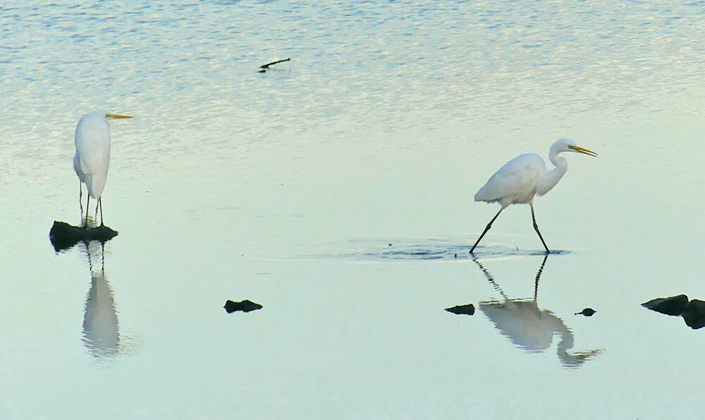 Great White Egrets - Vale Pond, 15 Sep 19