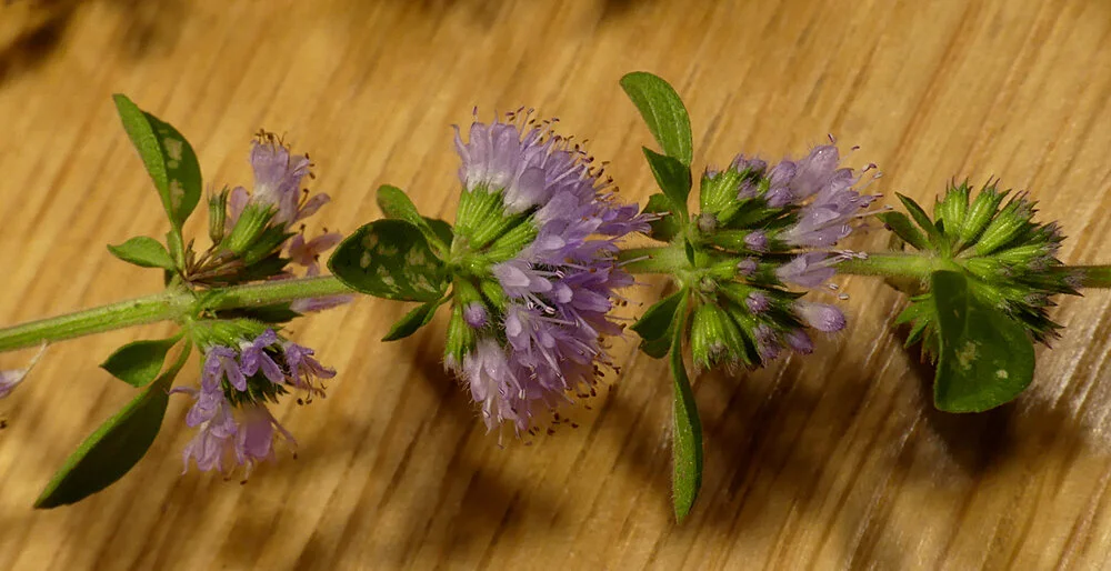 Pennyroyal - LBHSchool, Sep 19