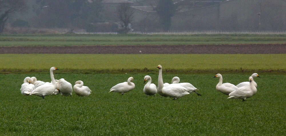 Bewicks Ludham 4Feb17 a.jpg