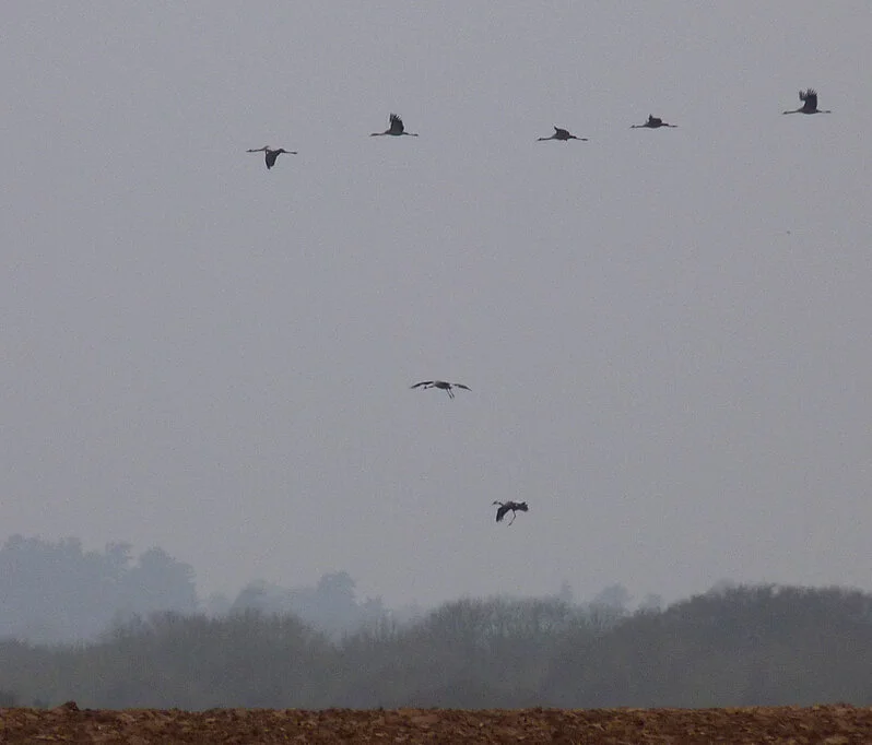 Cranes Clippesby 4Feb17 a.jpg