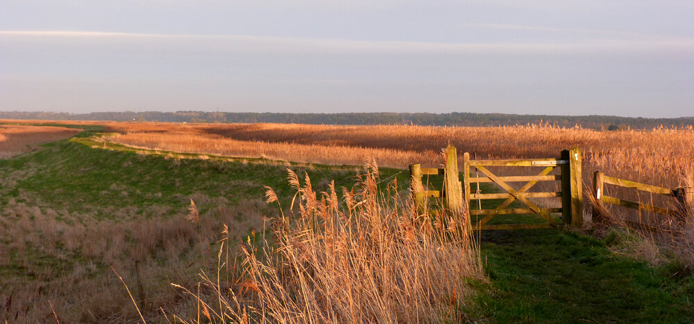 Reedham Nflk 4Feb17 a.jpg