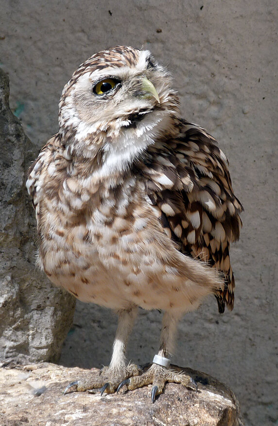 burrowowl.jpg