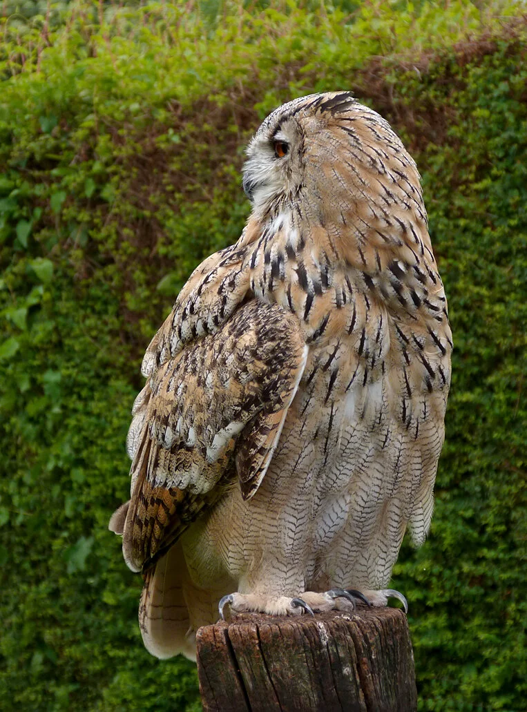 eagleowl1.jpg