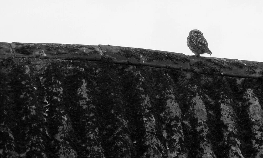Little Owl Rockbourne 31Jul16.jpg