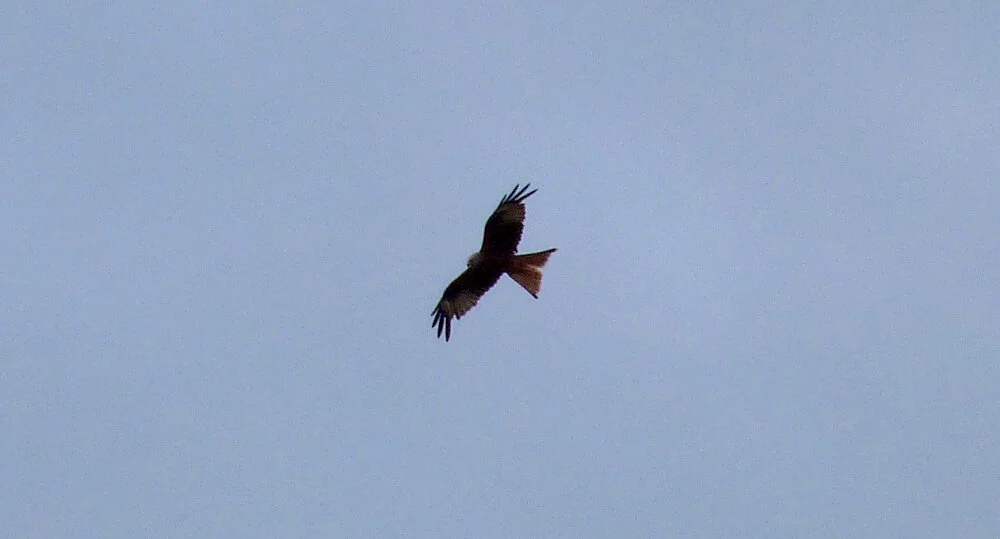 red kite.jpg