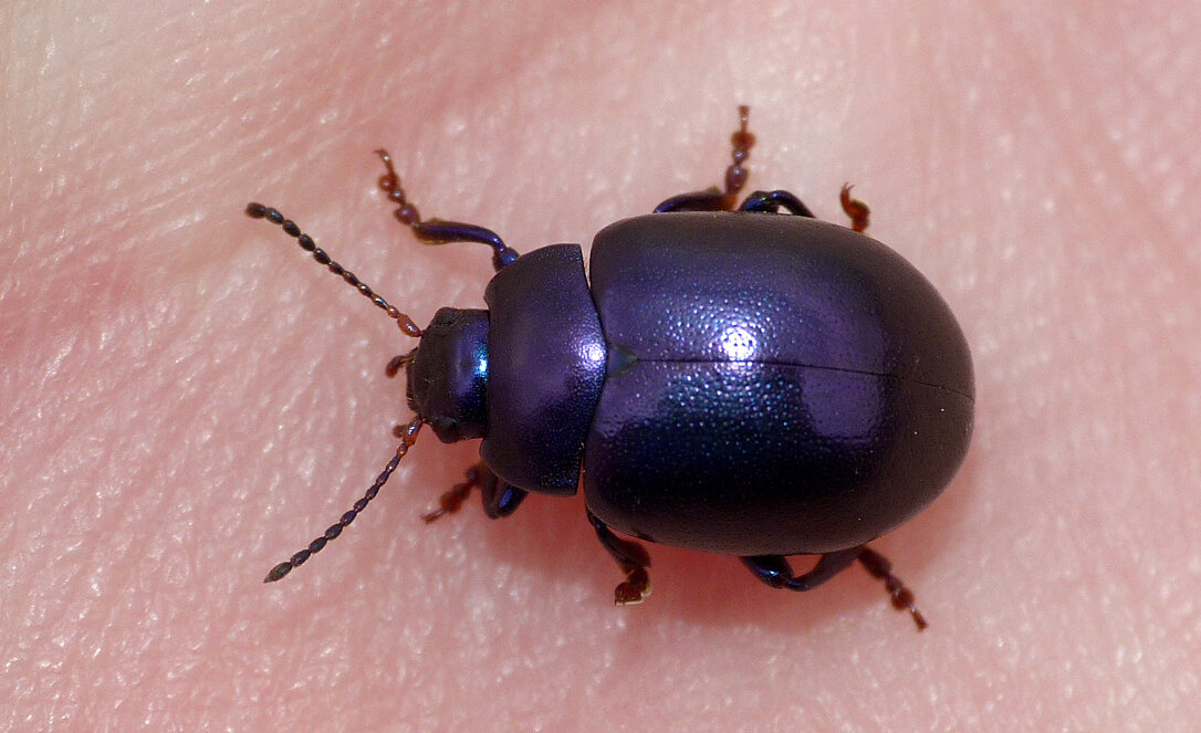 Chrysolina sturmi Rockbourne Hants.jpg