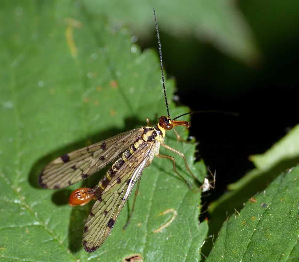 Scorpian-fly Rockbourne.jpg