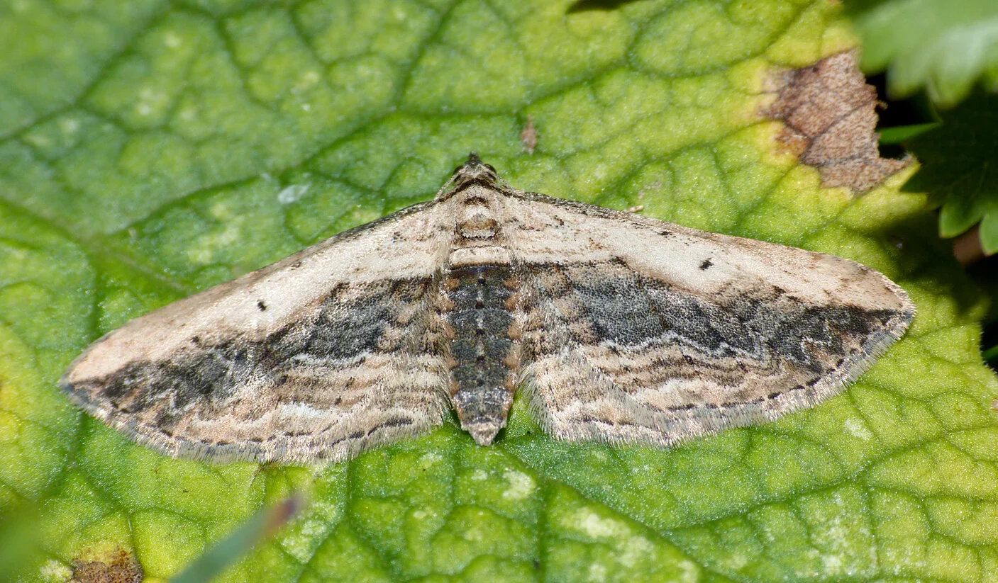 Small Waved Umber Martin Down 31Jul16.jpg