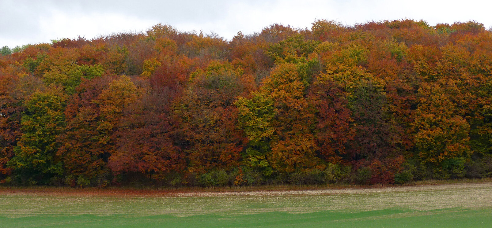 Autumn on the Wolds.jpg