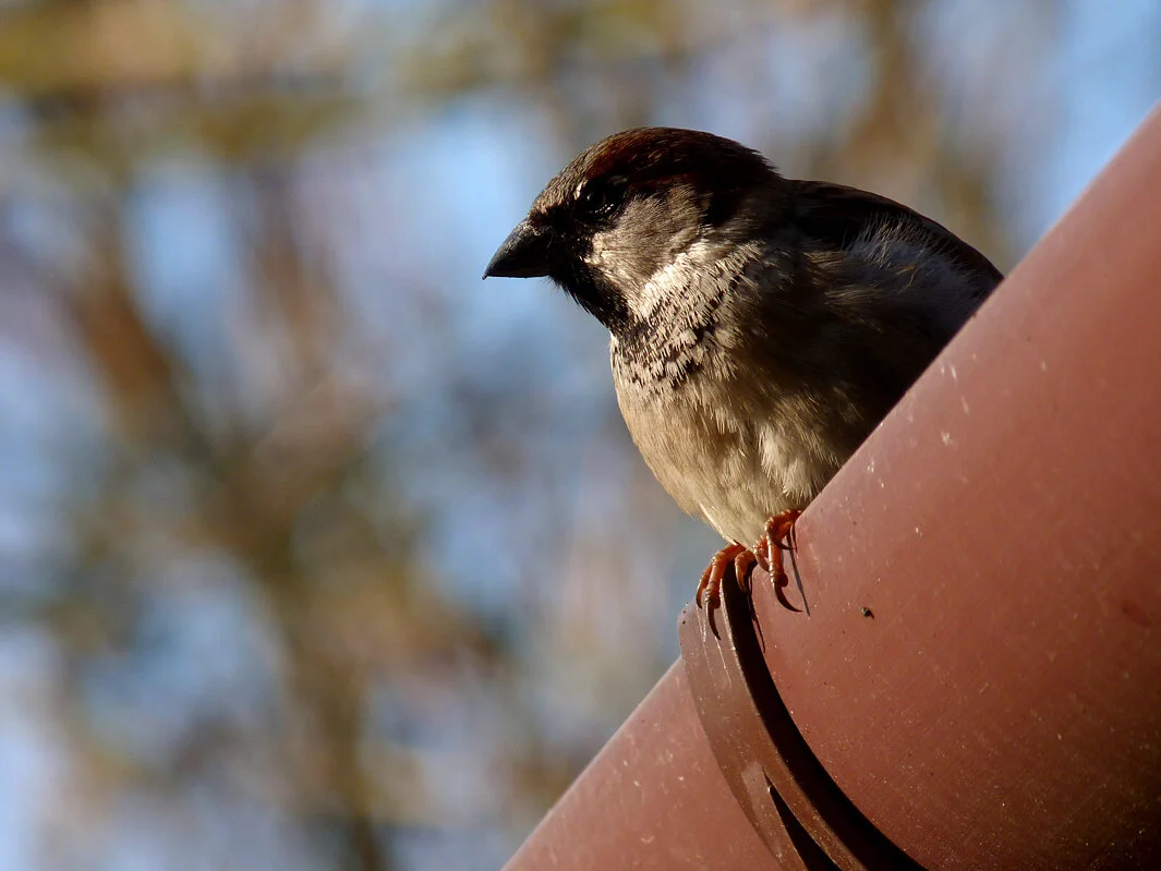 House Sparrow WoldN 7Apr15.jpg