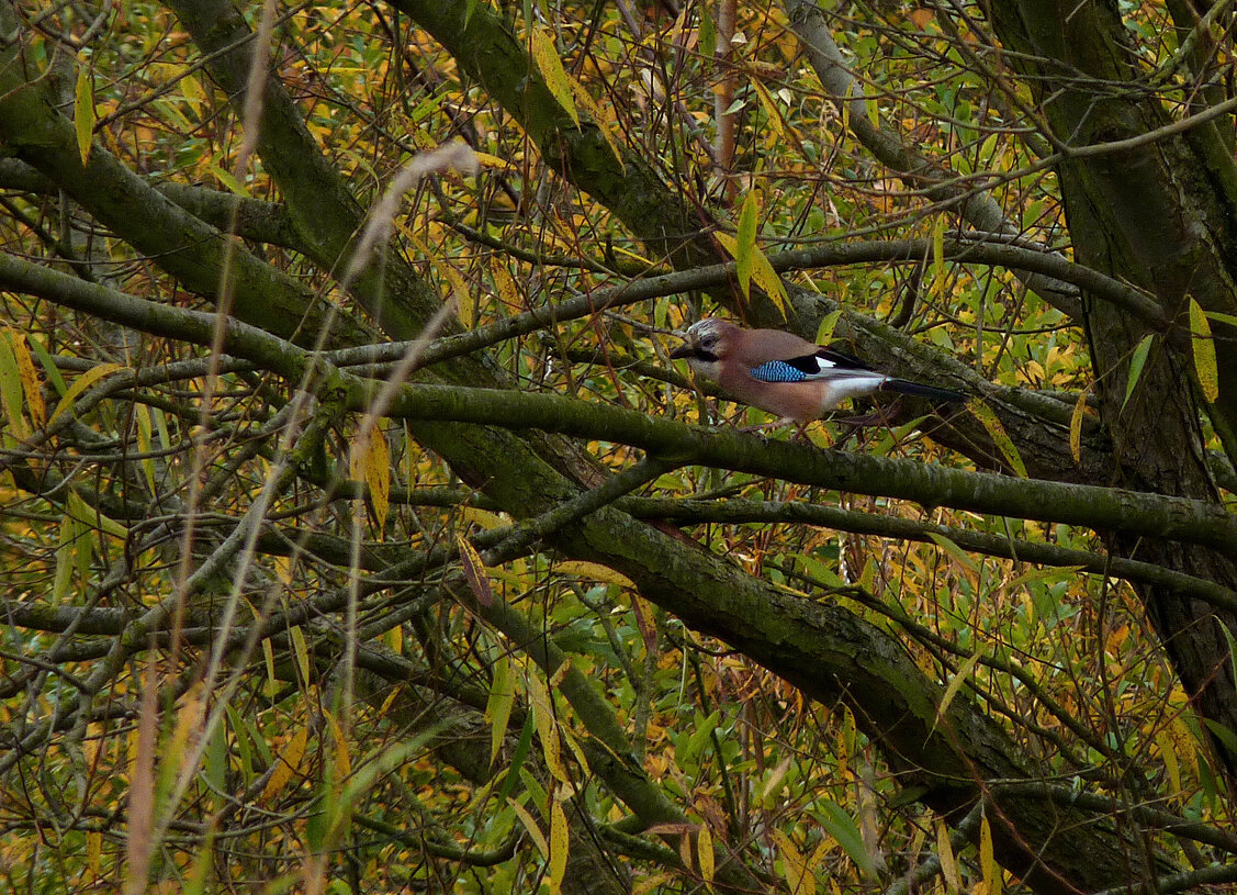 Jay Swilly 27Oct15.jpg