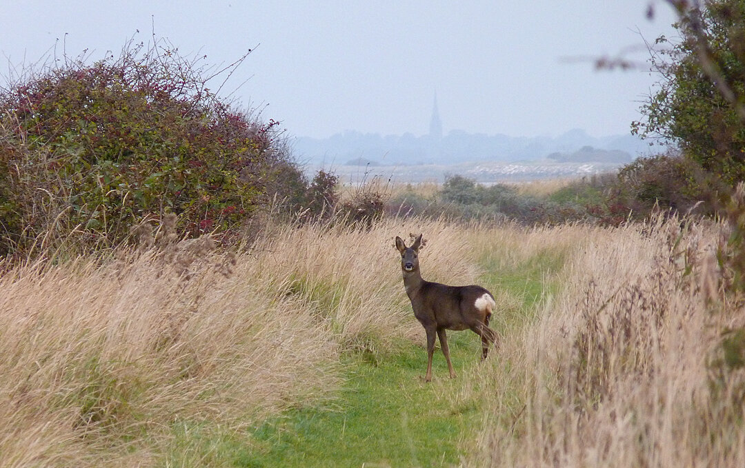 Roe Deer Spurn 26Oct15.jpg