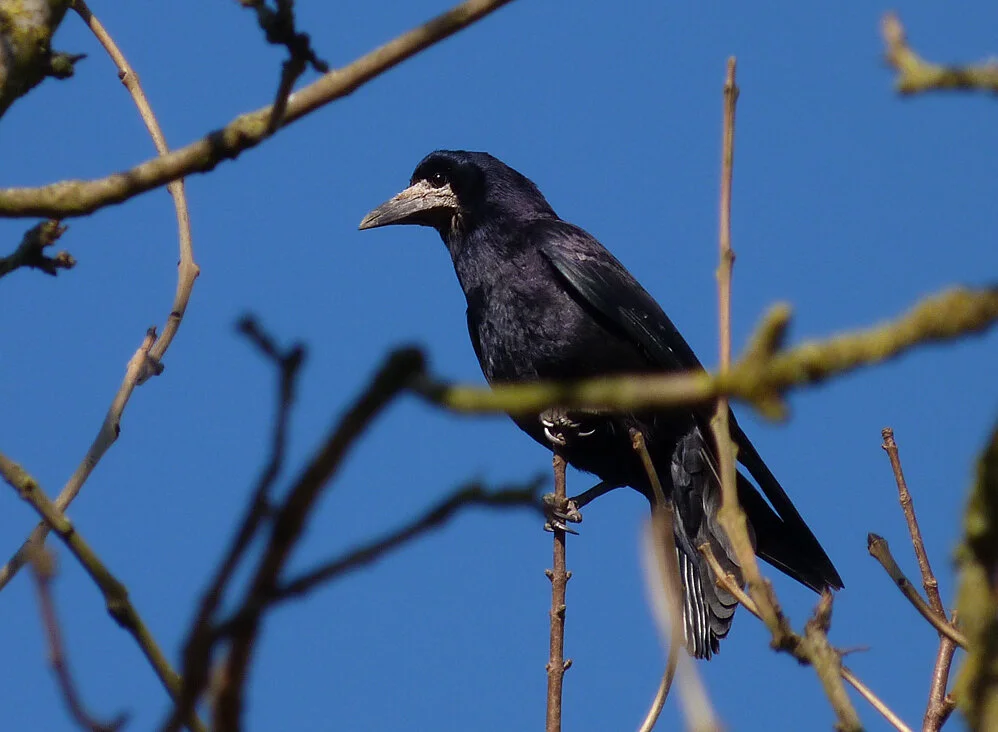 Rook Forden 5Apr15.jpg