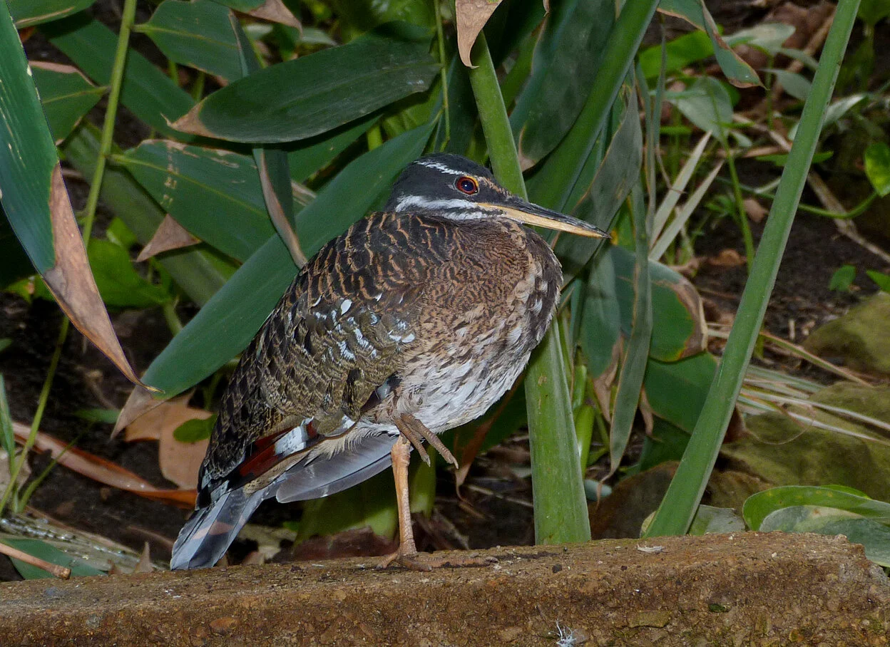 Sunbittern captive RPkLeeds Apr15.jpg