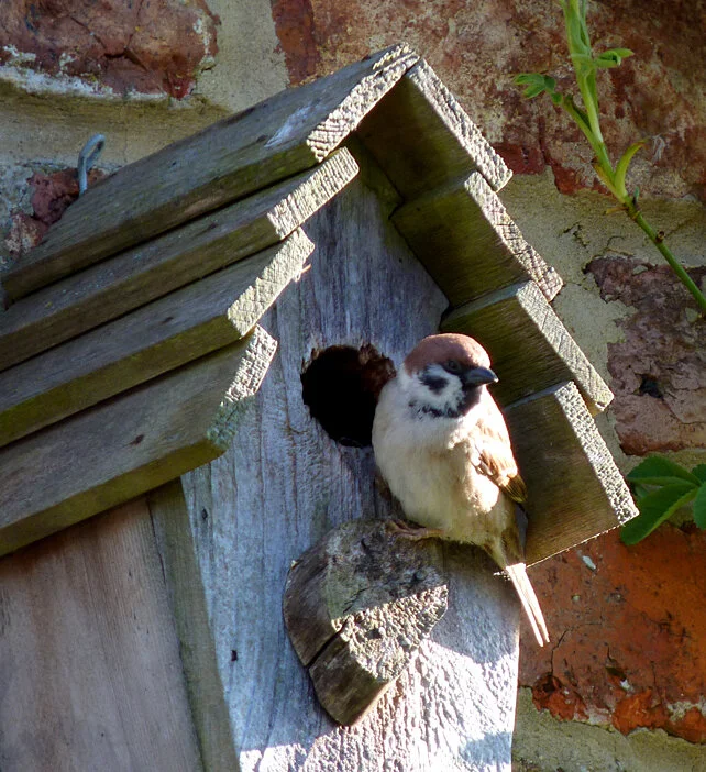 2014 Tree Sparrow WoldNewton 14Apr14.jpg