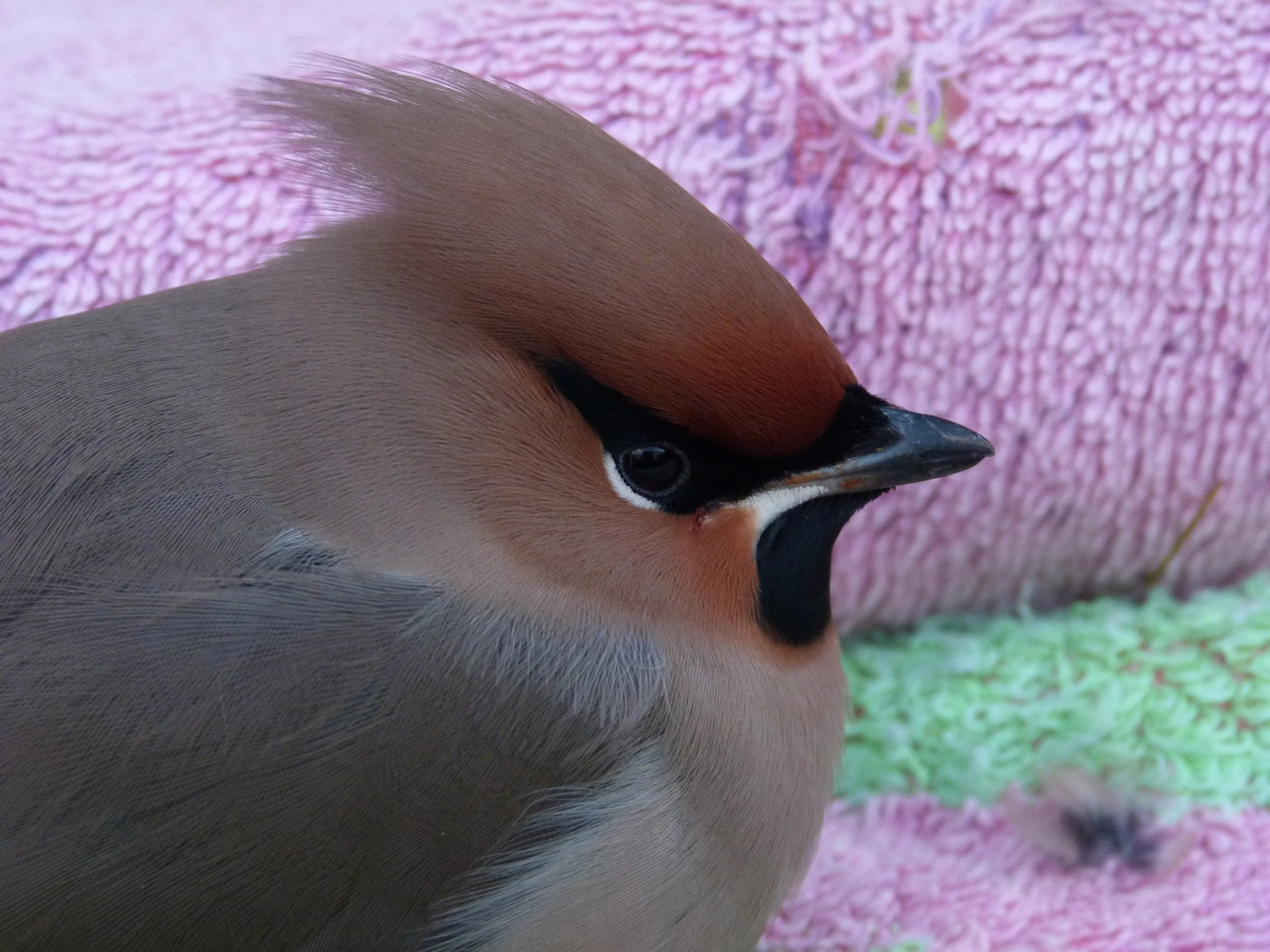 Waxwing StJacques 10Dec12 a.JPG