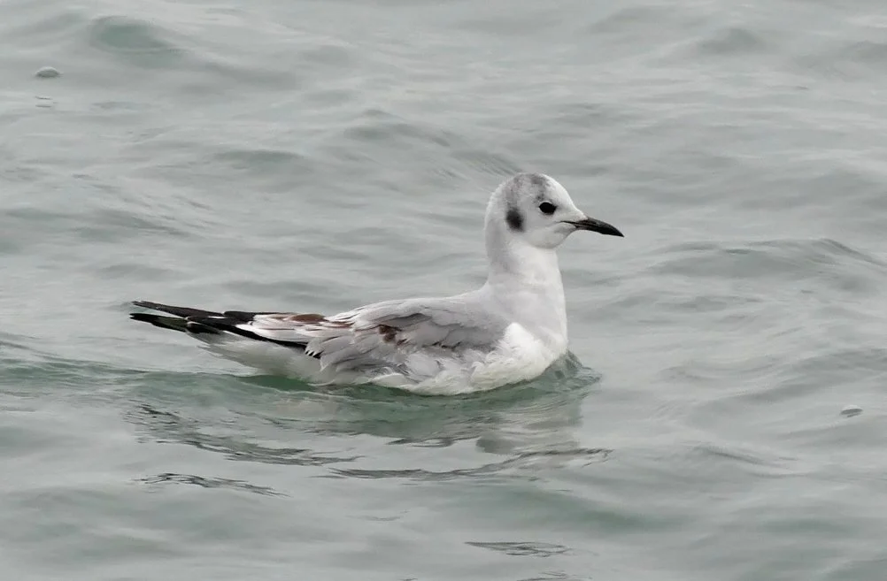 Bonapartes Gull LEree 13Feb21 a (2022_04_13 19_07_10 UTC).jpg