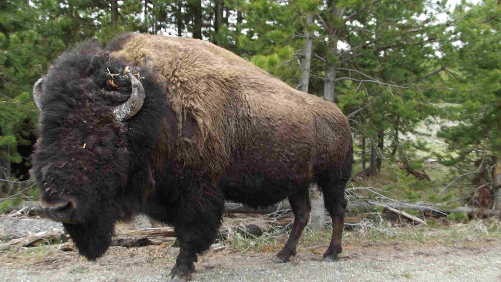 bisonyellowstone.jpg