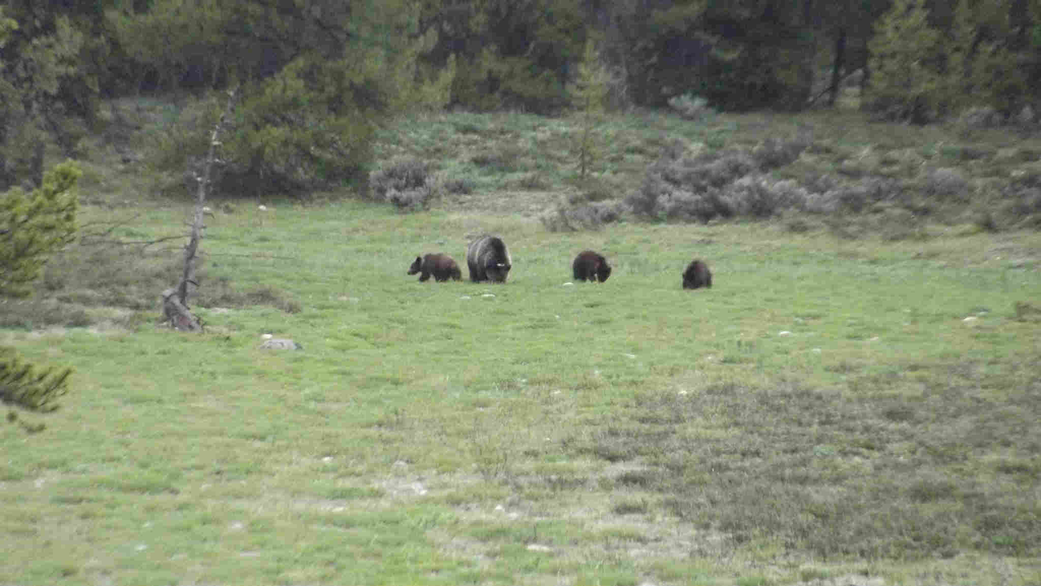 grizzliesyellowstone.jpg