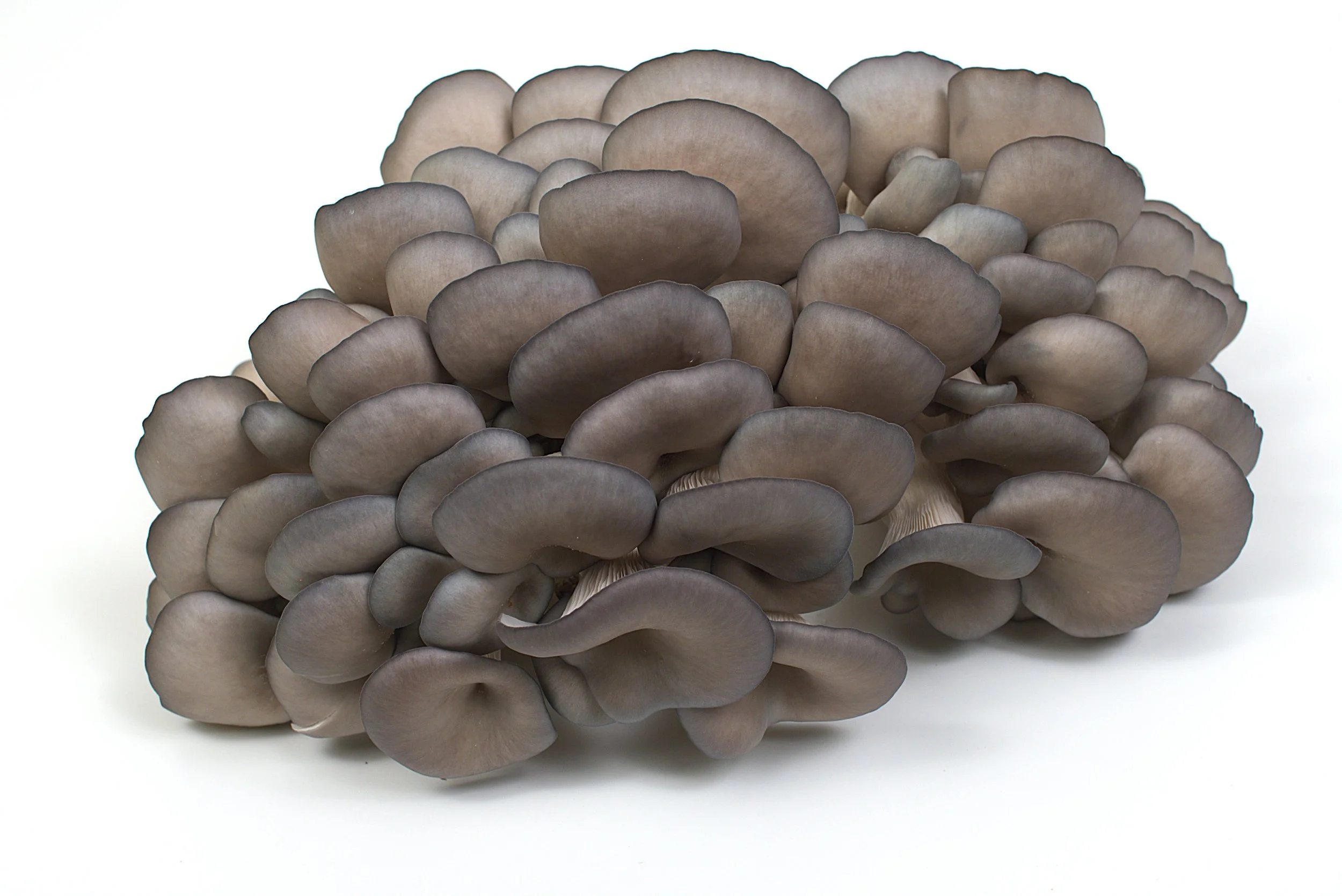 Blue Oyster.jpg