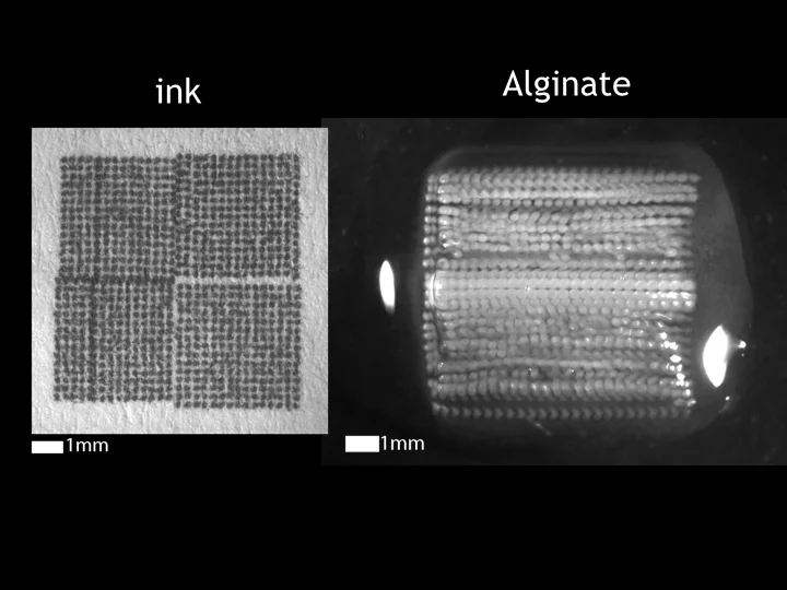 In this image, you can see how the structure of the 3D print compares to the 2D print. In place of a droplet of ink, there is a column of stacked droplets of calcium alginate Hydrogel.