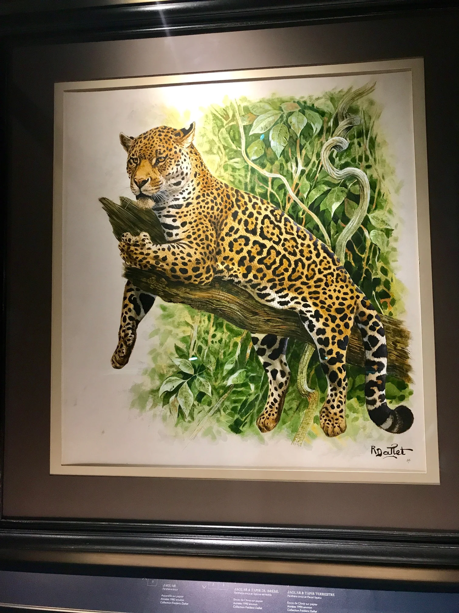 The jaguar, perched on the limb of a tree, relaxed, yet staring intensley... perfectly captured by artist, Robert Dallet.