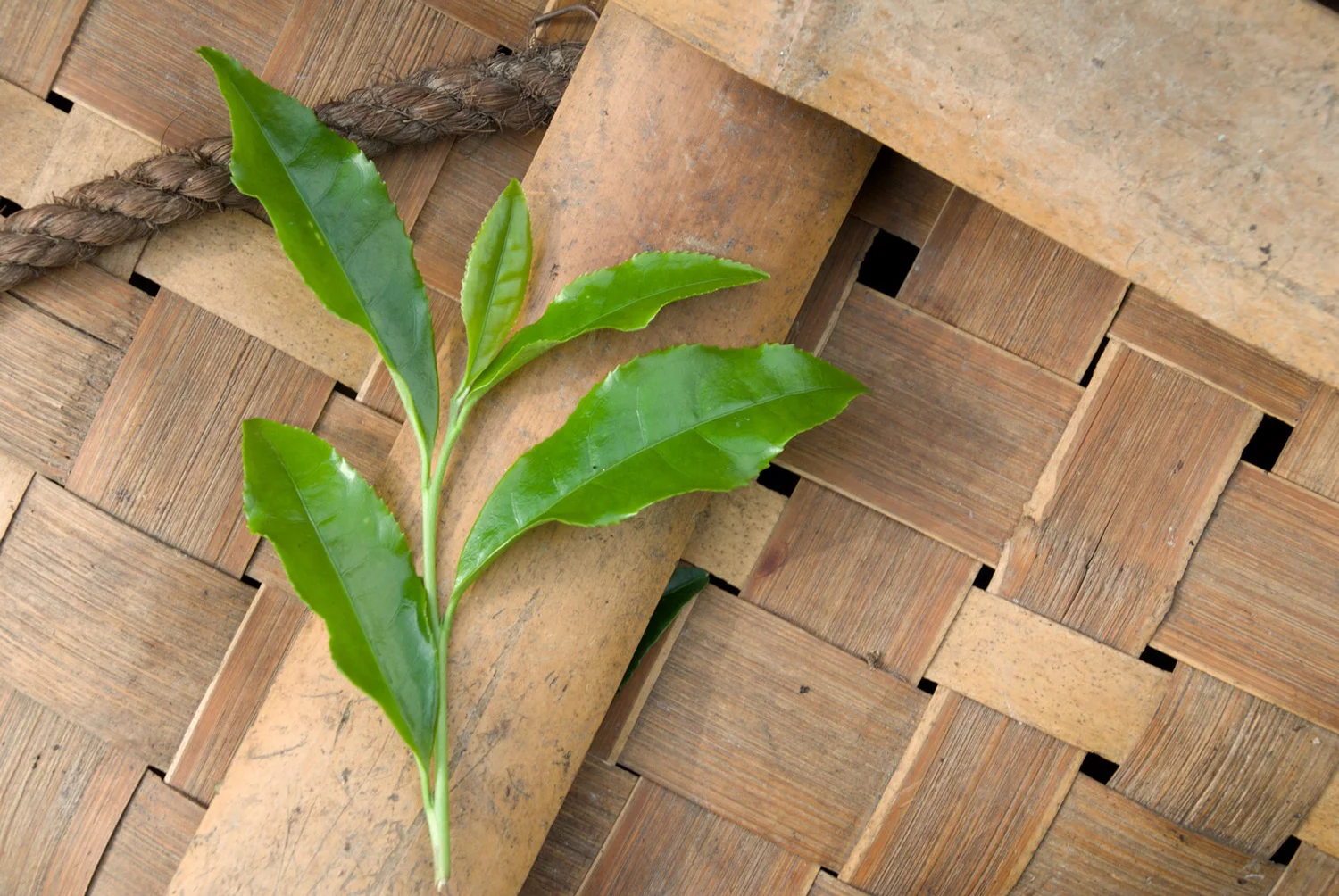 matcha-6.jpg