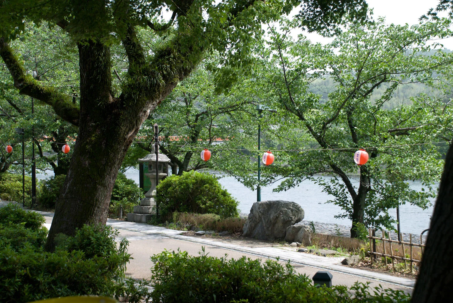 Hojicha green tea garden