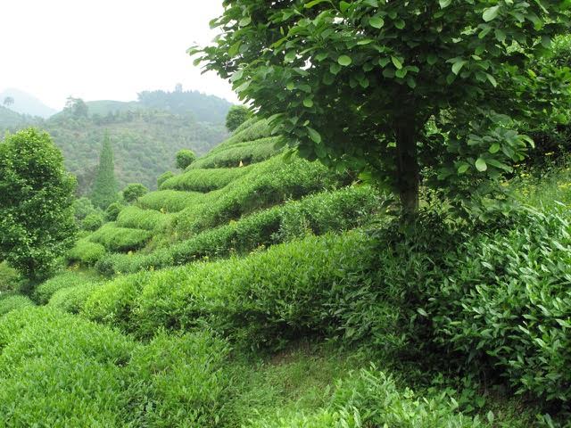 Zhejiang green tea garden