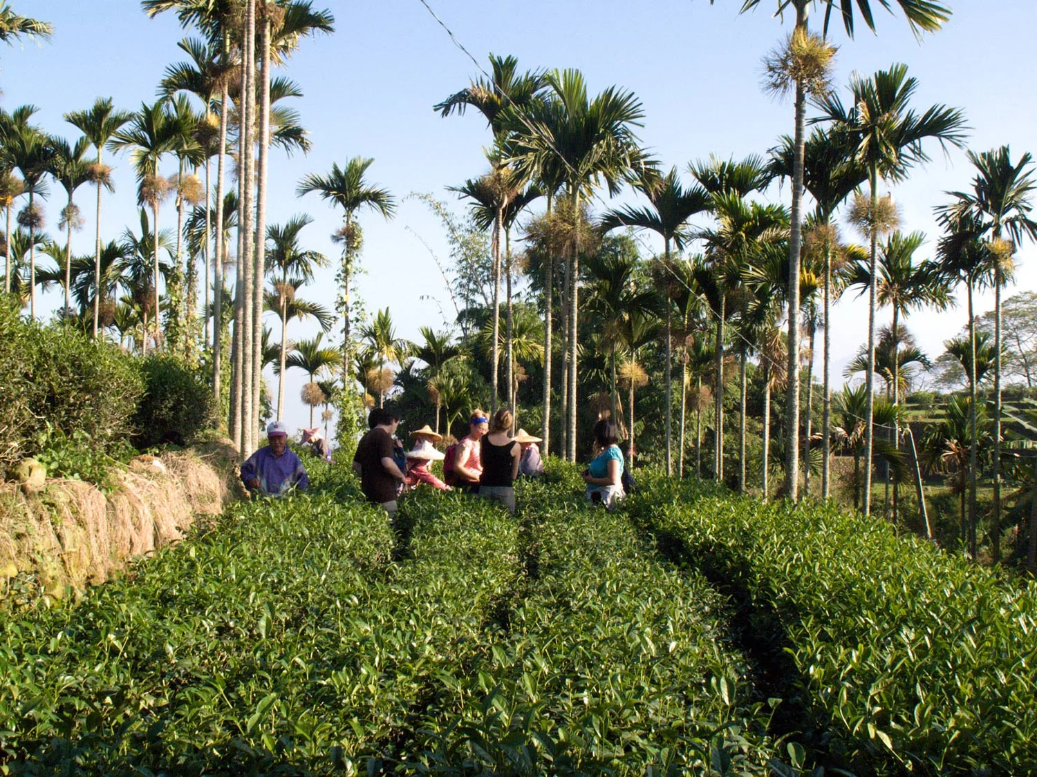 Nantou Four Seasons oolong tea gardens