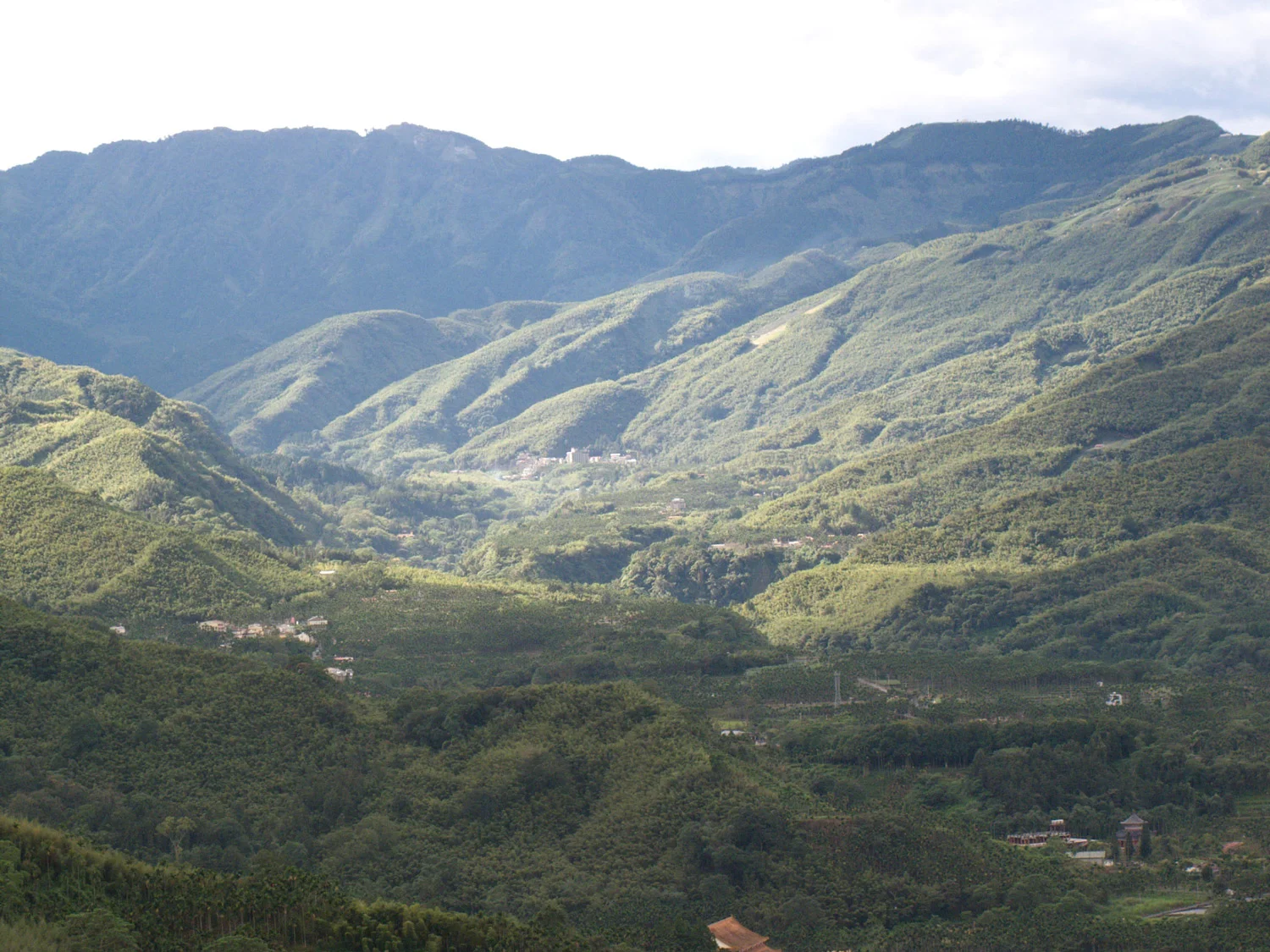 Nantou Four Seasons oolong tea mountains