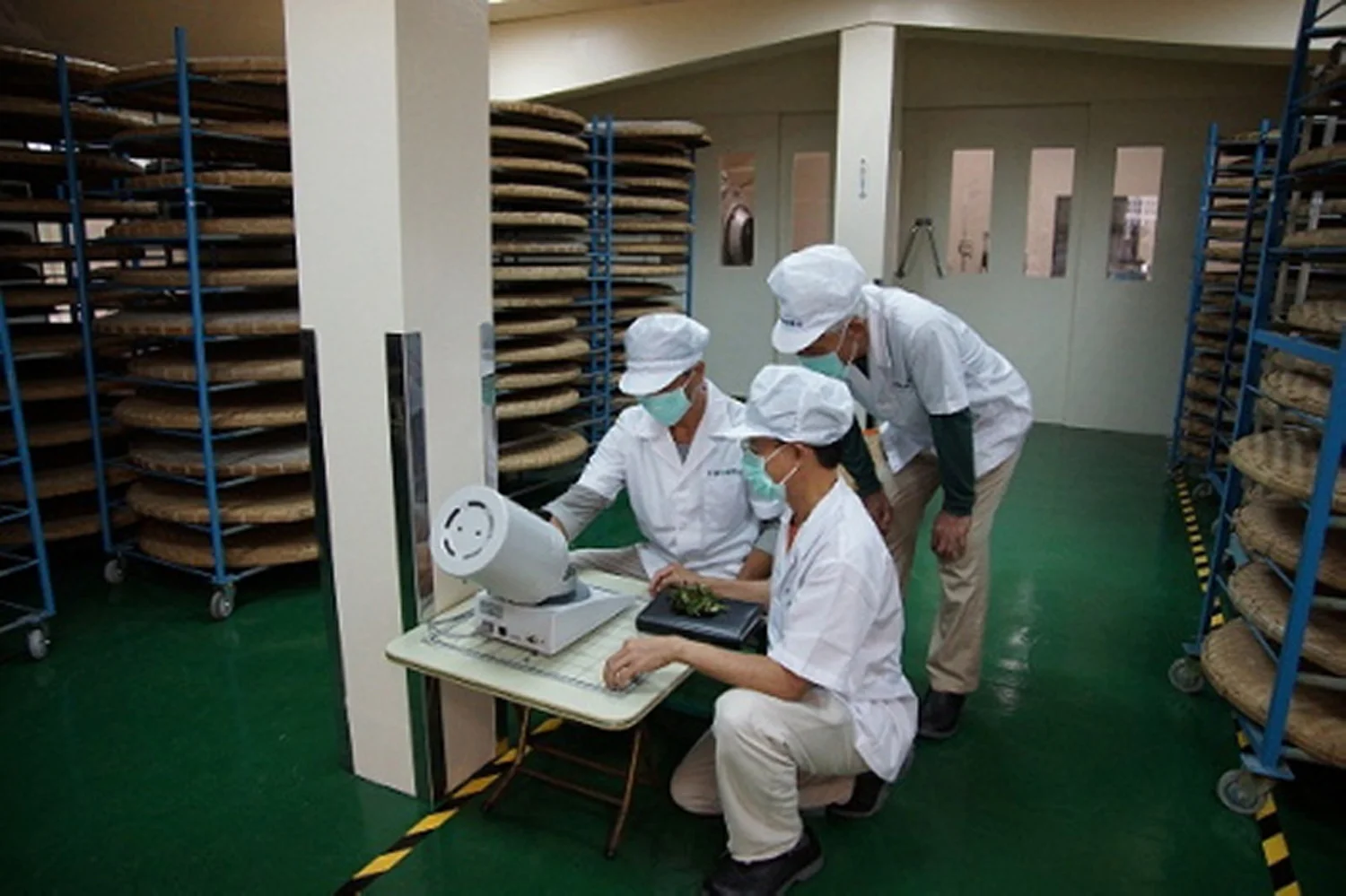 Spring Fortune oolong tea production