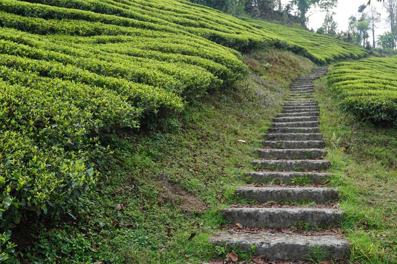 temi-tea-estate-6.jpg