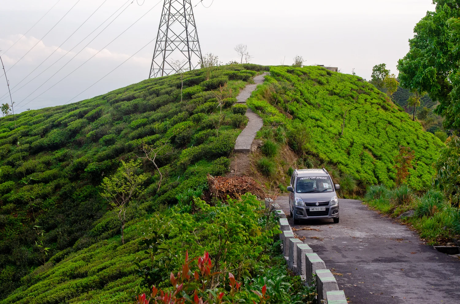 darjeeling-tea-field.jpg