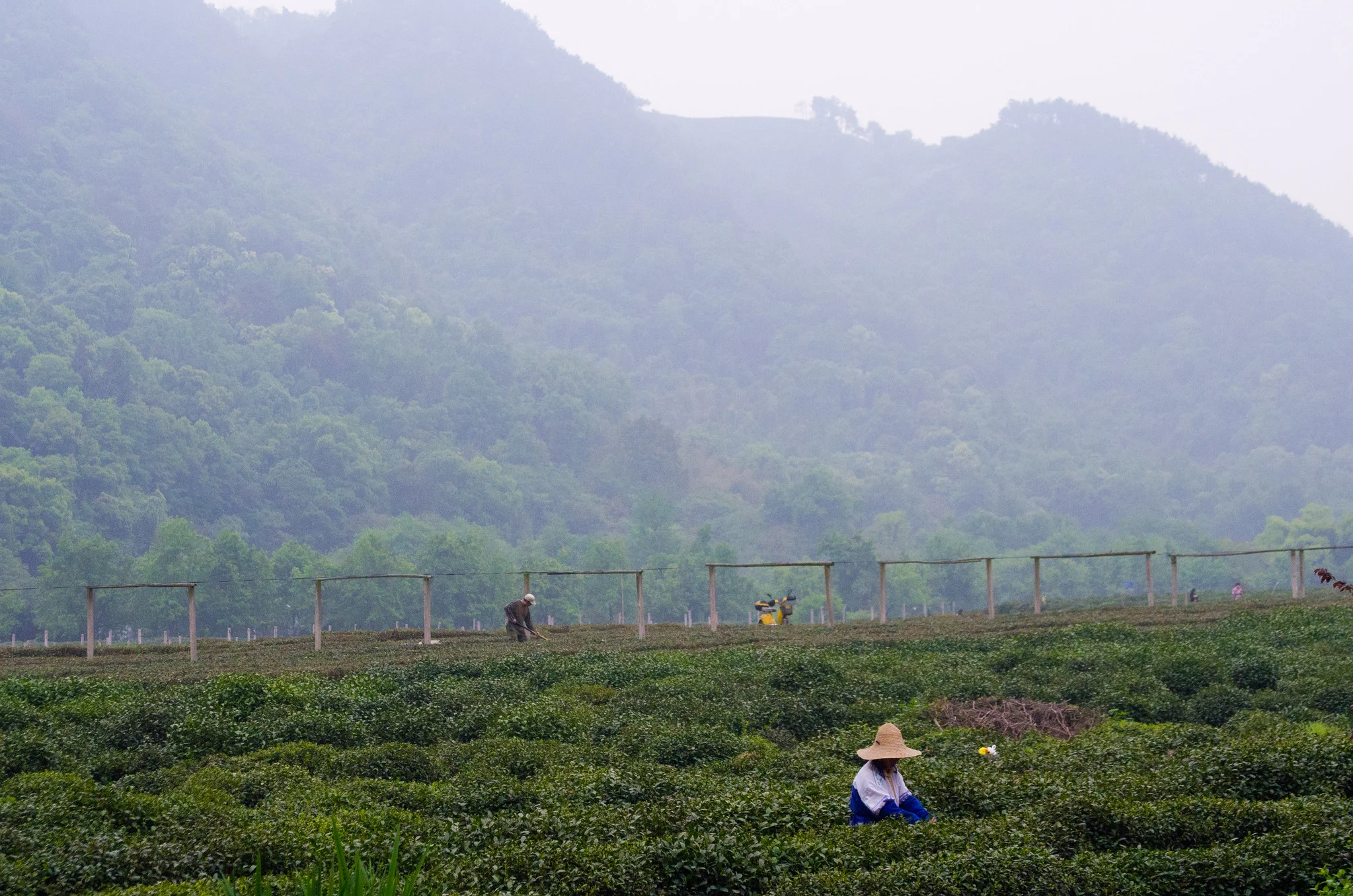 Long Jing Chinese tea garden