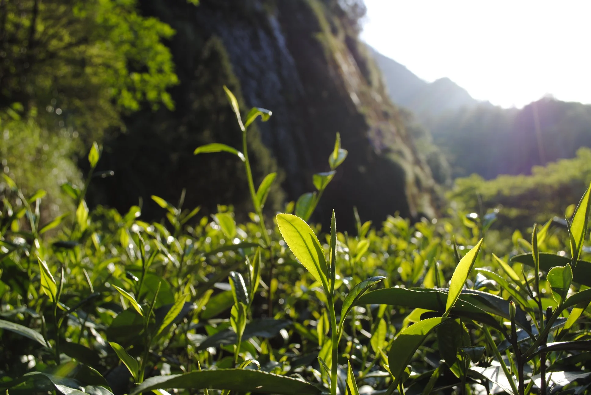 Wuyishan_tea leaves.jpg