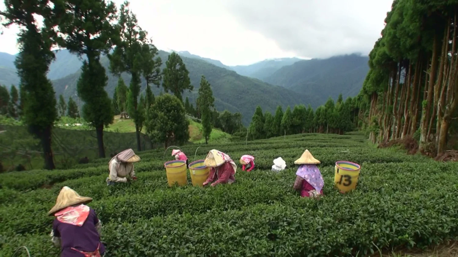It can take a village to make a beautiful cup of tea.