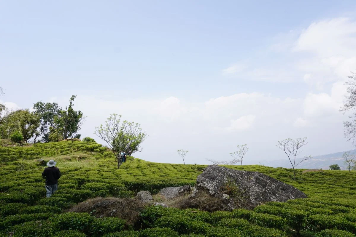 nepal-winter-tea-gardens.jpg